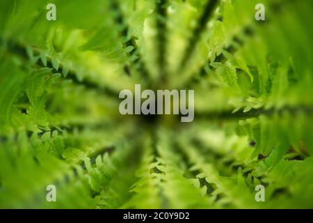 Tropic foresta, verde felci dalla cima nella giungla, primo piano, sfondo verde, texture, esotica pianta tropicale, piano stagionale Foto Stock