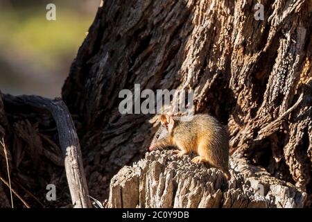 L'anticonformio (Antechinus flavipes) è un marsupiale a zampa. Foto Stock