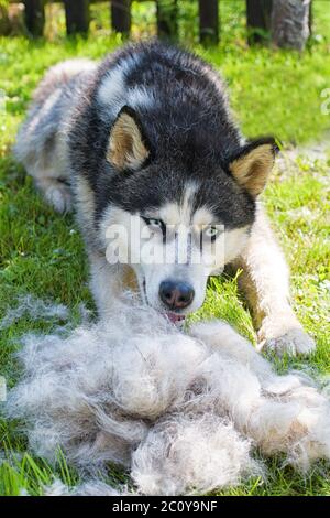 Concept annuale di molt, sgombratura cappotto, mordere cani. L'Husky siberiano giace sull'erba verde nel palo la sua pelliccia. Foto Stock