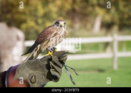 I cavalletti addestrati del falco appollaiati sulla mano del guanto. Foto Stock