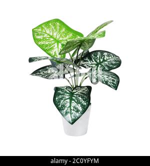 Plastica Arrow Head Potted pianta su sfondo bianco Foto Stock