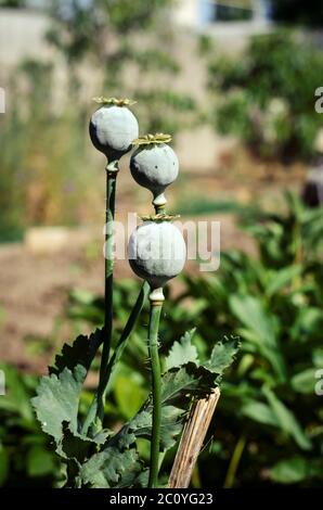 I papaveri maturi si avvicinano al sole. Tre teste di papavero verdi. Riprese a livello di occhi. Messa a fuoco selettiva. Foto Stock