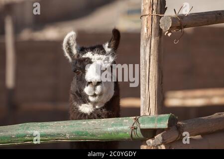 Lama guardando dritto per la fotocamera Foto Stock