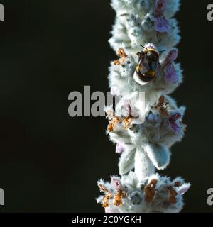 Ripresa macro di un bumblebee per raccogliere il polline dal fiore con copyspace Foto Stock