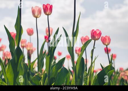 Gruppo di tulipani rossi nel parco contro le nuvole. La molla sfondo sfocato Foto Stock