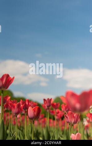 Gruppo di tulipani rossi nel parco contro le nuvole. La molla sfondo sfocato cartolina. copyspace Foto Stock