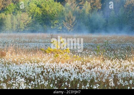 pino su palude al mattino nebby Foto Stock