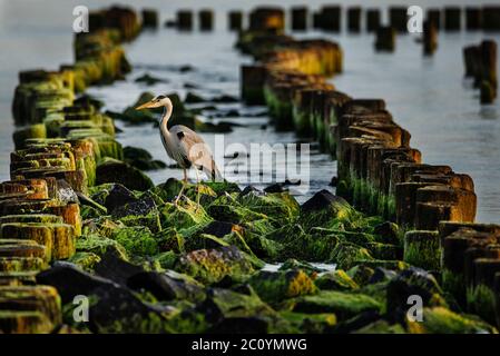 Un airone grigio (Ardea cinerea) seduto su mucchi di marcio del molo distrutto sulla costa del mare Foto Stock