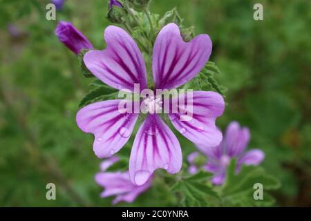 Malva sylvestris, comune malva. Pianta selvatica sparato in primavera. Foto Stock