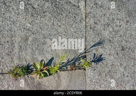 Il granito acciottolato con erba e moos negli spazi vuoti Foto Stock