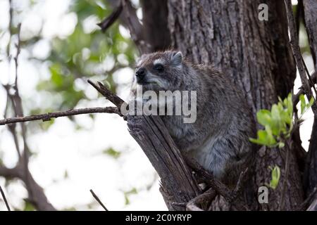 Il tasso di roccia siede sul ramo di un albero Foto Stock