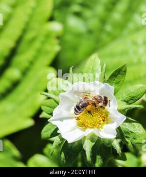 Fiorire la fragola con le api in una fattoria biologica. Concetto di giardinaggio Foto Stock