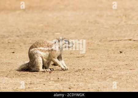 Un scoiattolo foraggiante di terra del capo, Xerus Inauris, sul terreno asciutto e arido del campo di campo del Parco Nazionale di Augrabies, Capo del Nord, Sud A. Foto Stock