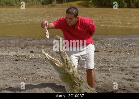 Un giovane che alimenta un coccodrillo in Costa Rica Foto Stock