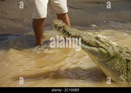 Dettaglio del coccodrillo con gambe umane in background Foto Stock