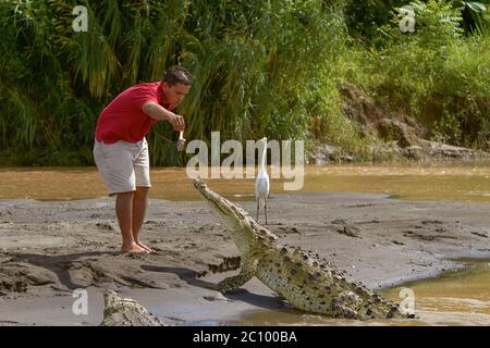 Un giovane che alimenta un coccodrillo in Costa Rica Foto Stock