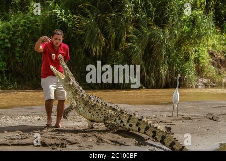 Un giovane che alimenta un coccodrillo in Costa Rica Foto Stock