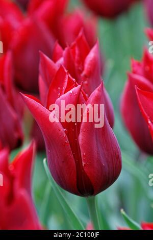 Primo piano di un tulipano rosso in un campo con luce solare primaverile, gocce di rugiada sui petali. Messa a fuoco morbida e selettiva. Lisse, Paesi Bassi Foto Stock