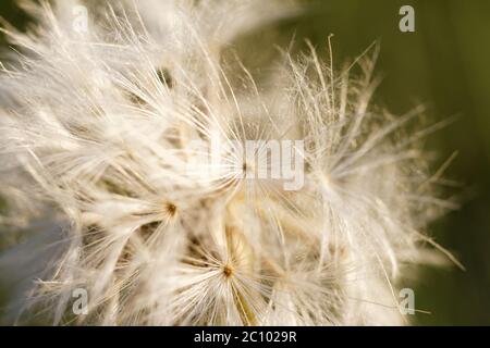 Tarassaco semi di soffiatura nel vento Foto Stock