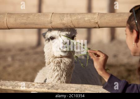 Giovane donna lama di alimentazione nel parco di safari Foto Stock