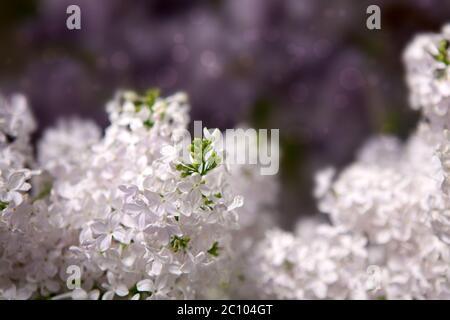 Fiori lilla bianchi isolati su sfondo grigio sfocato. Foto Stock