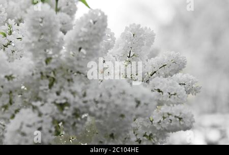 Fiori lilla bianchi isolati su sfondo sfocato. Foto Stock