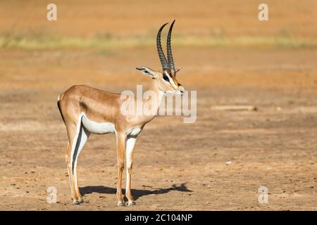 Un Grant Gazelle si trova nel mezzo del paesaggio erboso del Kenya Foto Stock