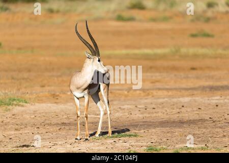 Un Grant Gazelle si trova nel mezzo del paesaggio erboso del Kenya Foto Stock