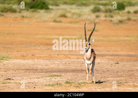 Un Grant Gazelle si trova nel mezzo del paesaggio erboso del Kenya Foto Stock