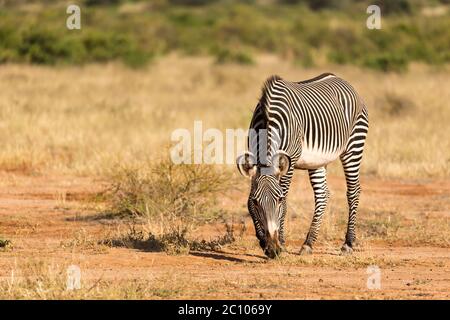 La Grevy Zebra si pascolano nella campagna di Samburu in Kenya Foto Stock