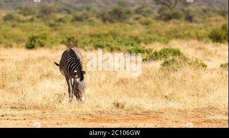 La Grevy Zebra si pascolano nella campagna di Samburu in Kenya Foto Stock