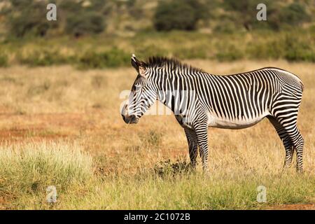 La Grevy Zebra si pascolano nella campagna di Samburu in Kenya Foto Stock