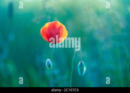 Fiore di papavero selvatico che cresce su un prato estivo Foto Stock