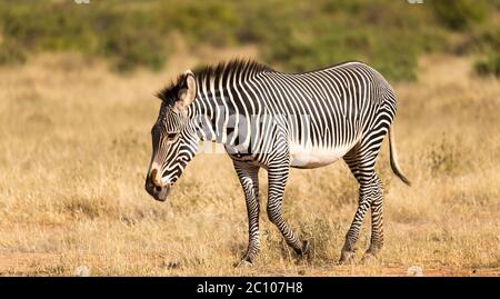 La Grevy Zebra si pascolano nella campagna di Samburu in Kenya Foto Stock