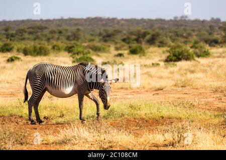 Una zebre Grevy sono pascolando nella campagna di Samburu in Kenya Foto Stock