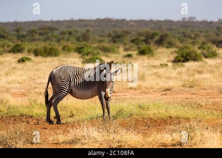 Una zebre Grevy sono pascolando nella campagna di Samburu in Kenya Foto Stock