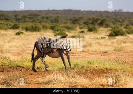 Una zebre Grevy sono pascolando nella campagna di Samburu in Kenya Foto Stock