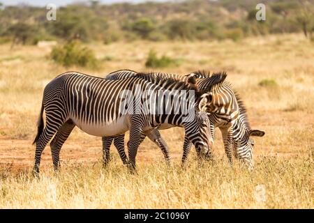 Una zebre Grevy sono pascolando nella campagna di Samburu in Kenya Foto Stock