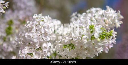 Fiori lilla bianchi isolati su sfondo sfocato. Foto Stock