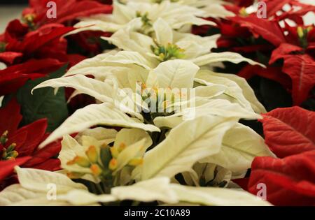 Bel rosso fiore di Natale poinsettia Foto Stock