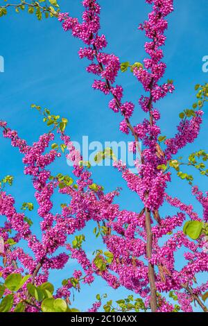 Fiori rosa fiore di Redbud orientale piccolo albero decorativo aka ciliegio giapponese o sakura a primavera fine, Germania Foto Stock