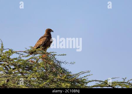 Un'aquila nella corona di un albero Foto Stock