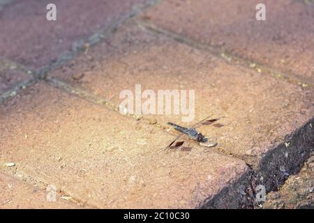 Dragonfly a bandella con grondaggio sul marciapiede (Brachythemis leucocotticta) Foto Stock