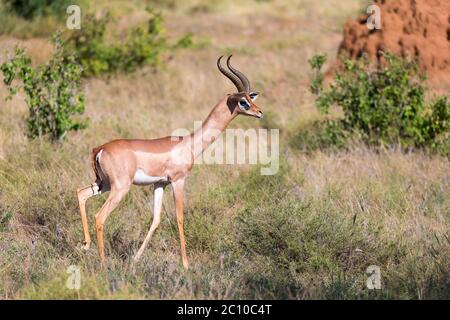 Un antilope nel mezzo della savana del Kenya Foto Stock