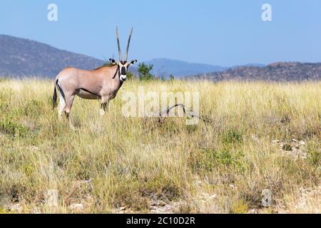 Un antilope nel mezzo della savana del Kenya Foto Stock