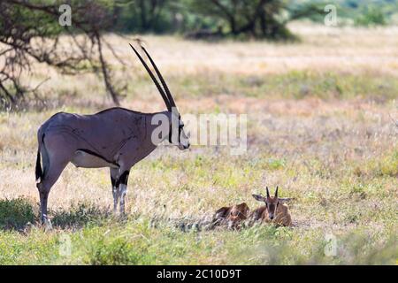 Un antilope nel mezzo della savana del Kenya Foto Stock