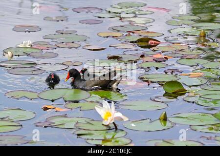 Vienna, Austria. Parco acquatico Floridsdorfer a Vienna. Comune Moorhen (gallinula cloropus). Foto Stock