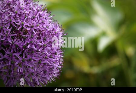 Testa di fiore viola Allium in fiore Foto Stock