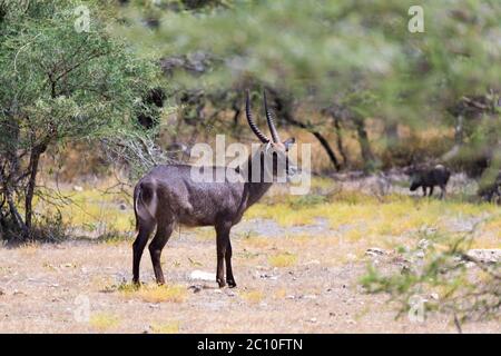 Un antilope nel mezzo della savana del Kenya Foto Stock