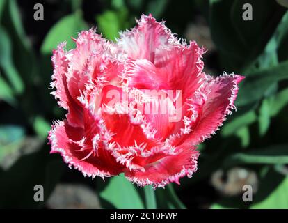 Tulipani rossi con bordi doppi su petali Foto Stock